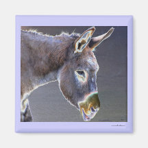 Colores del burro ligero imanes  