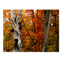 Colores del otoño, Ontario septentrional Postal