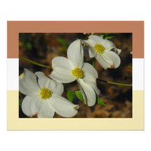 Colores en Dogwood Cojinete