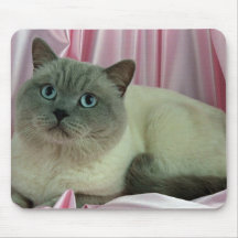Colorpoint Shorthair, colorpoint de la lila Tapetes De Ratón
