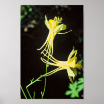 Columbine amarillo poster