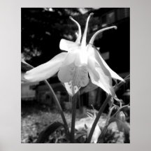 Columbine blanco y negro 2 - poster