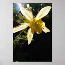 Columbine de oro poster