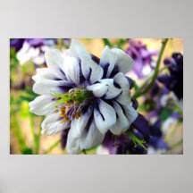 Columbine doble posters