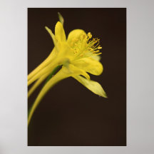 Columbine Impresiones