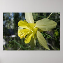 Columbine Posters