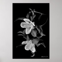 Columbine Posters