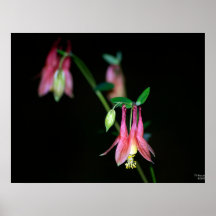 Columbine Impresiones