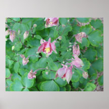 Columbine Impresiones
