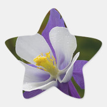 Columbine púrpura mojado calcomanía cuadrada personalizada