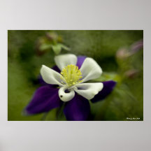 Columbine púrpura poster