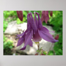 Columbine púrpura impresiones