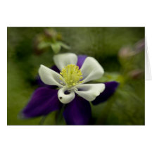 Columbine púrpura tarjeta