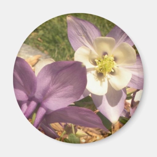 Columbine que hace frente al imán decorativo de la