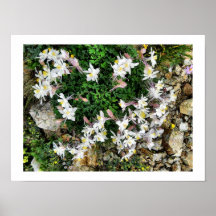 Columbines blanco posters
