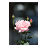 Como un color de rosa impresiones fotograficas