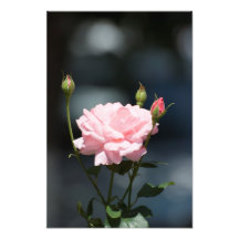 Como un color de rosa impresiones fotograficas