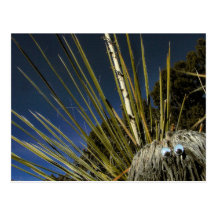 compinche #1 del cactus tarjeta postal
