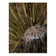 compinche #2 del cactus tarjetas postales