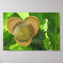 Con sabor a fruta poster