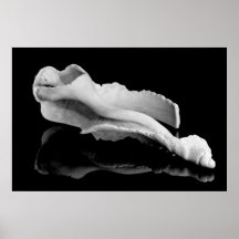 Concha de Weatherd Posters