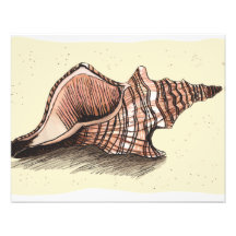 Concha Shell Arte Con Fotos