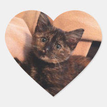 Concha, Tortie, gatito de Tortie, gatito, gato, Colcomanias Corazon