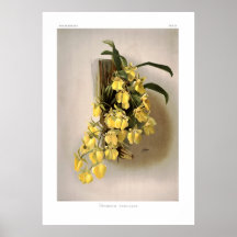 Concolor de Oncidium Impresiones