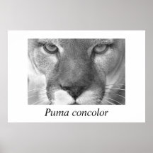 Concolor del puma del puma impresiones