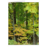 Condolencia - bosque reservado tarjetas