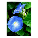 Condolencia - correhuela azul divina felicitacion 