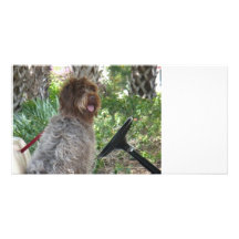 Conductor del perrito tarjetas personales
