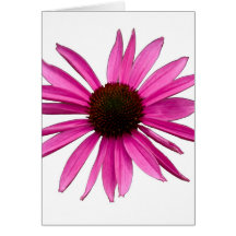 Coneflower rosado tarjeta