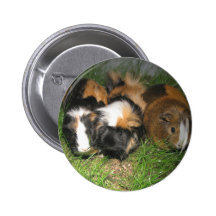 Conejillos de Indias (cavies) Pin
