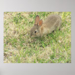 Conejito del bebé en la yarda poster