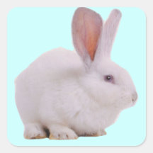 Conejo de conejito lindo de Kawaii Calcomanias Cuadradas
