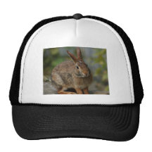 Conejo de conejito lindo gorro