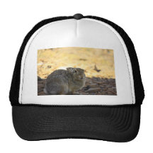 Conejo de conejo de rabo blanco del desierto gorro de camionero