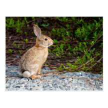 Conejo de conejo de rabo blanco del desierto tarjetas postales