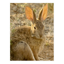 Conejo de conejo de rabo blanco del desierto postal