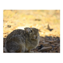 Conejo de conejo de rabo blanco del desierto postales