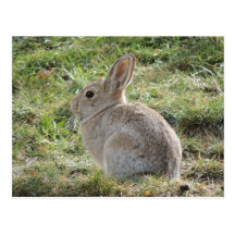 Conejo de conejo de rabo blanco postales