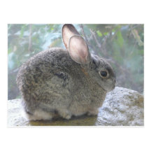 conejo de conejo de rabo blanco postales