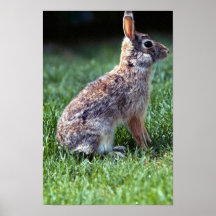 Conejo de conejo de rabo blanco posters