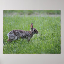 Conejo de conejo de rabo blanco posters
