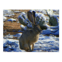 Conejo de Jack del congreso Postales