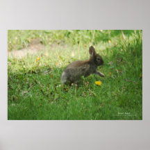 Conejo de la naturaleza poster