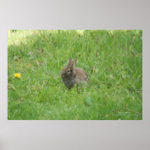 Conejo de la naturaleza posters