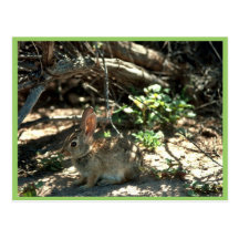 Conejo de rabo blanco del desierto tarjeta postal