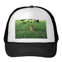 Conejo de rabo blanco del este gorros  